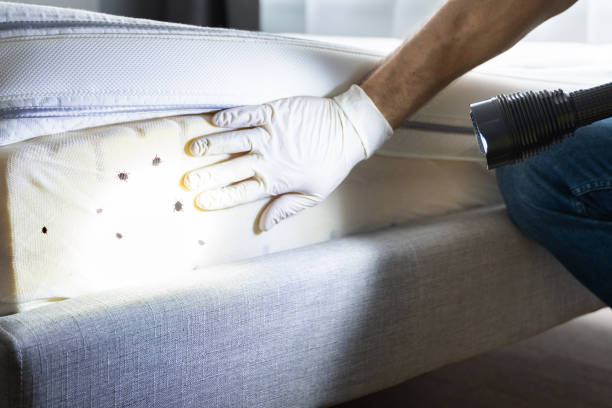Best Pest Removal Services  in Wellton, AZ