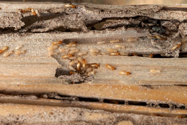 Best Pest Control for Businesses  in Wellton, AZ