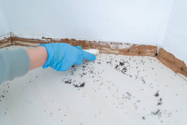 Best Exterminator Services  in Wellton, AZ